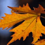 wallpapers-photo-ukraine-picture-crimea-garden-botanical-nikitsky-autumn-204743